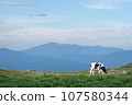 Beautiful view of Mikahara Plateau, cows 107580344
