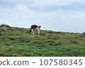 Beautiful view of Mikahara Plateau, cows 107580345