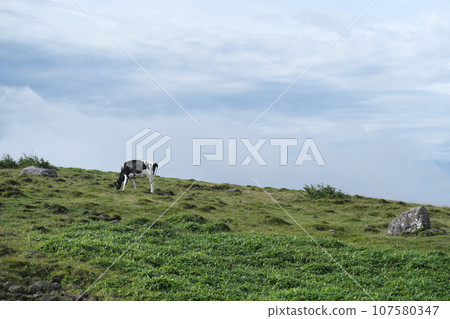 Beautiful view of Mikahara Plateau, cows 107580347