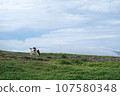 Beautiful view of Mikahara Plateau, cows 107580348