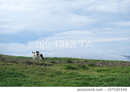Beautiful view of Mikahara Plateau, cows 107580348