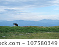 Beautiful view of Mikahara Plateau, cows 107580349