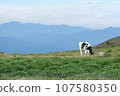 Beautiful view of Mikahara Plateau, cows 107580350