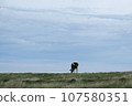 Beautiful view of Mikahara Plateau, cows 107580351