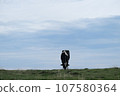 Beautiful view of Mikahara Plateau, cows 107580364