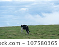 Beautiful view of Mikahara Plateau, cows 107580365