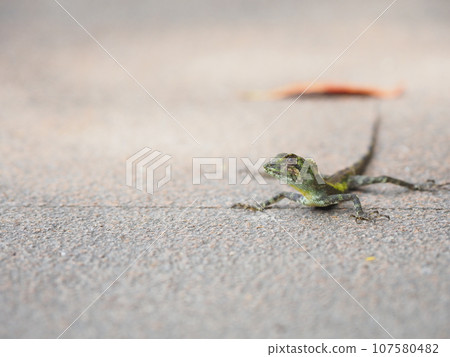 Okinawa Kinobori Lizard that appeared on the road (Kunigami Village, Kunigami District, Okinawa Prefecture, Hiji Otaki) Okinawa Kinobori Lizard that appeared on the road (Kunigami Village, Kunigami District, Okinawa Prefecture, Hiji Otaki) 107580482