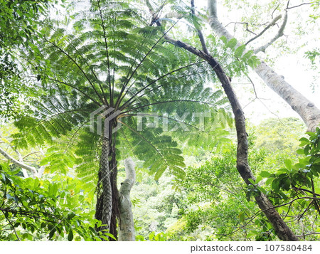 Hikagehego (Hiji Otaki, Kunigami Village, Kunigami District, Okinawa Prefecture) 107580484