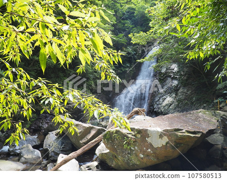 Scenery of Hiji Otaki (Hiji Otaki, Kunigami Village, Kunigami District, Okinawa Prefecture) 6 107580513