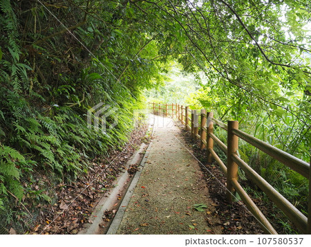 日地大瀧健行路線風景(沖繩縣國頭郡國頭村、日地大瀧)11 日地大瀧健行路線風景(沖繩縣國頭郡國頭村、日地大瀧)11 107580537