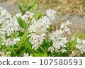 Princess rabbit flowers 107580593