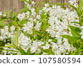 Princess rabbit flowers 107580594