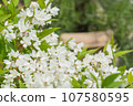Princess rabbit flowers 107580595