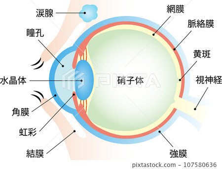 眼睛結構剖面圖及文字 107580636