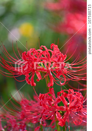 埼玉縣本荒川沿岸的長廊上野生的紅蜘蛛百合 107580715