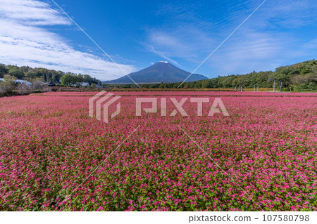 Mt. Fuji and the rare “red buckwheat flowers” that bloom like a pink carpet (Yamanakako Hana no Miyako Park) Mt. Fuji and the rare “red buckwheat flowers” that bloom like a pink carpet (Yamanakako Hana no Miyako Park) 107580798