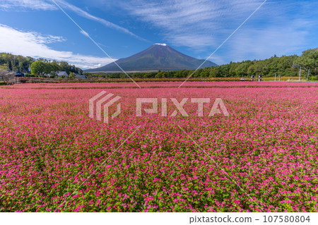 Mt. Fuji and the rare “red buckwheat flowers” that bloom like a pink carpet (Yamanakako Hana no Miyako Park) 107580804