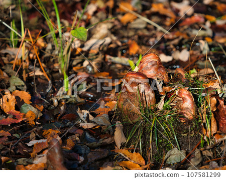 Respiratory root/knee root of Rakusho (Japanese cedar) (knee of Cypress) 107581299
