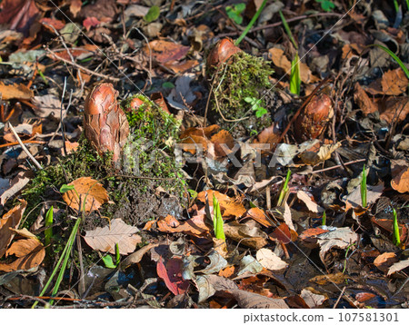 Respiratory root/knee root of Rakusho (Japanese cedar) (knee of Cypress) Respiratory root/knee root of Rakusho (Japanese cedar) (knee of Cypress) 107581301