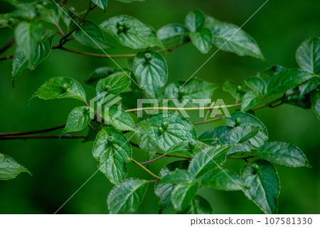 花筏，一種在葉子上結出果實的稀有植物 107581330