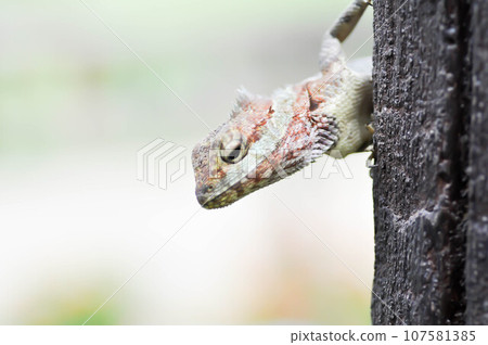 chameleon or Lizards, Lacertilia or Sauria or Squamata or Serpentes or reptile chameleon or Lizards, Lacertilia or Sauria or Squamata or Serpentes or reptile 107581385
