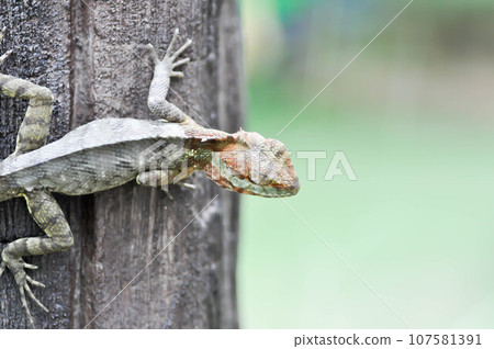 chameleon or Lizards, Lacertilia or Sauria or Squamata or Serpentes or reptile chameleon or Lizards, Lacertilia or Sauria or Squamata or Serpentes or reptile 107581391