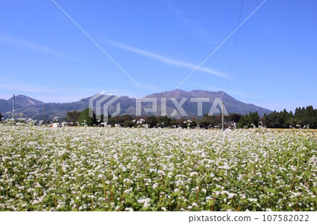 Aso buckwheat field Aso buckwheat field 107582022