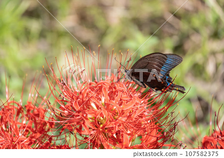 Crow swallowtail sucking nectar from red spider lily Crow swallowtail sucking nectar from red spider lily 107582375