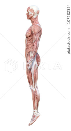 Muscle anatomy 3D model male whole body sideways illustration Muscle anatomy 3D model male whole body sideways illustration 107582534