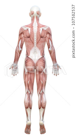 3D模型人後視圖圖解，全身是肌肉解剖圖 107582537