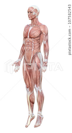 Diagonal forward illustration of a 3D model man with full body muscles Diagonal forward illustration of a 3D model man with full body muscles 107582543