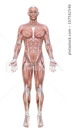 全身肌肉 3D 模型人的前視圖插圖 107582546