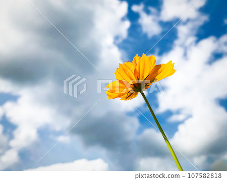 Yellow cosmos flowers with a bright blue sky as a background. 107582818
