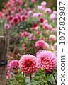 Dahlia garden at the foot of Mt. Ryokami, flower village 107582987
