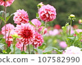 Dahlia garden at the foot of Mt. Ryokami, flower village 107582990