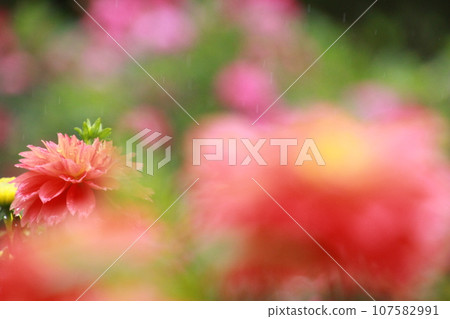 Dahlia garden at the foot of Mt. Ryokami, flower village Dahlia garden at the foot of Mt. Ryokami, flower village 107582991