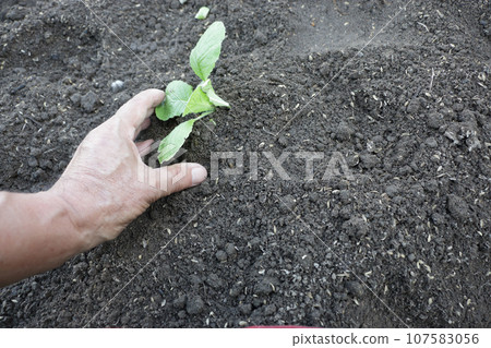 蔬菜苗區的苗，種植 107583056