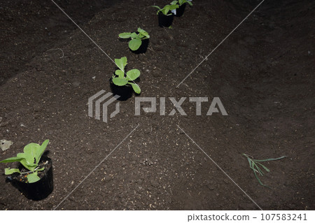 蔬菜苗區的苗,種植 蔬菜苗區的苗,種植 107583241