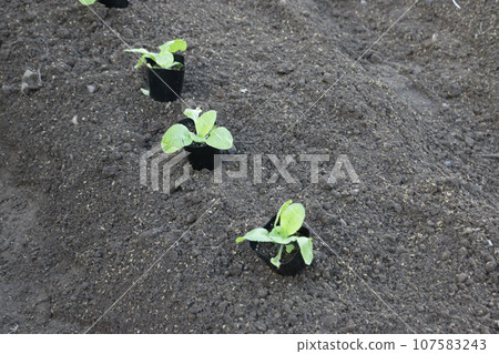 蔬菜苗區的苗,種植 蔬菜苗區的苗,種植 107583243