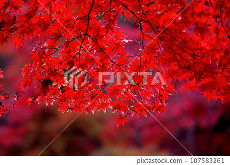 Momige stained in red 107583261