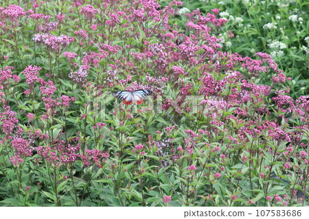 Butterfly Asagi Madara traveling Butterfly Asagi Madara traveling 107583686