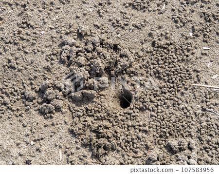 Holes and sand dumplings on the sandy beach. 107583956