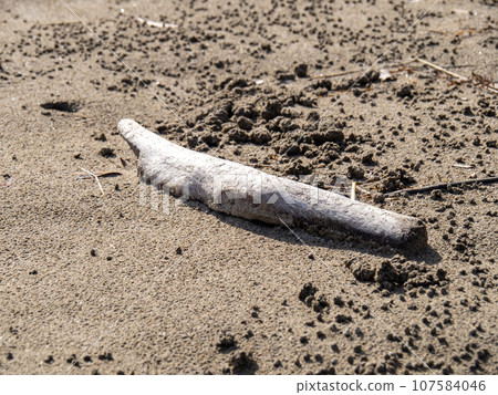 漂流木在沙灘上。 107584046