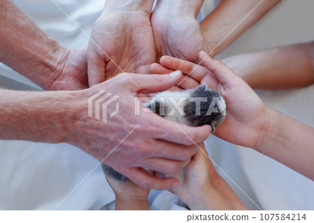 Human hands with baby kitten. Environmental protection concept Human hands with baby kitten. Environmental protection concept 107584214