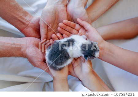 Little kitten is being held in the hands, top view 107584221