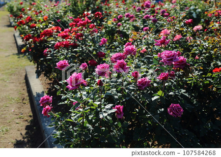 荒尾市少女公民花壇玫瑰花， 107584268