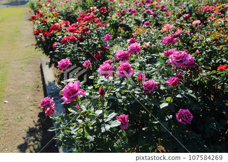 荒尾市少女公民花壇玫瑰花， 107584269