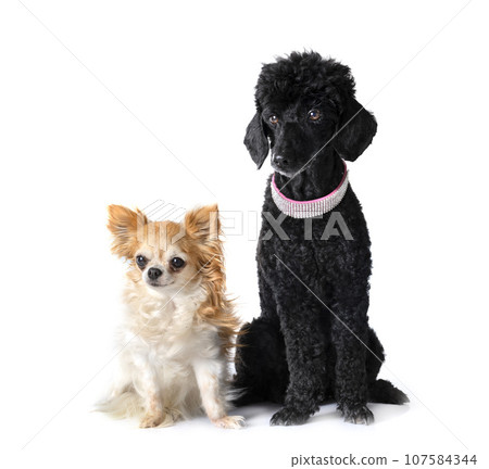poodle and chihuahua in studio 107584344