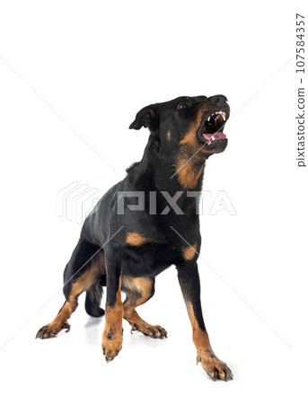 french shepherd in studio 107584357