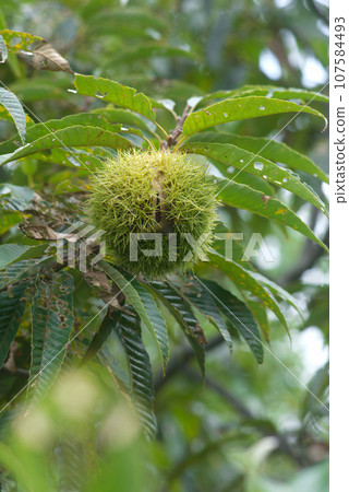Autumn fruit (chestnut) 107584493